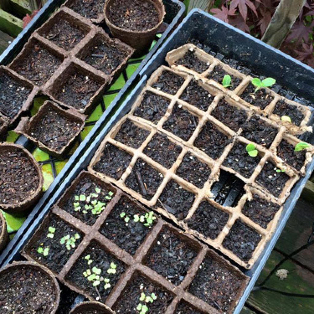 gardenstarters Holistic Health with Mandi